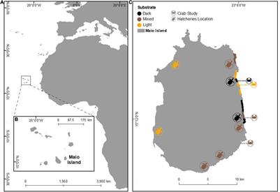 Light Sandy Beaches Favour Hatching Success and Best <mark class="highlighted">Hatchling</mark> Phenotype of Loggerhead Turtles